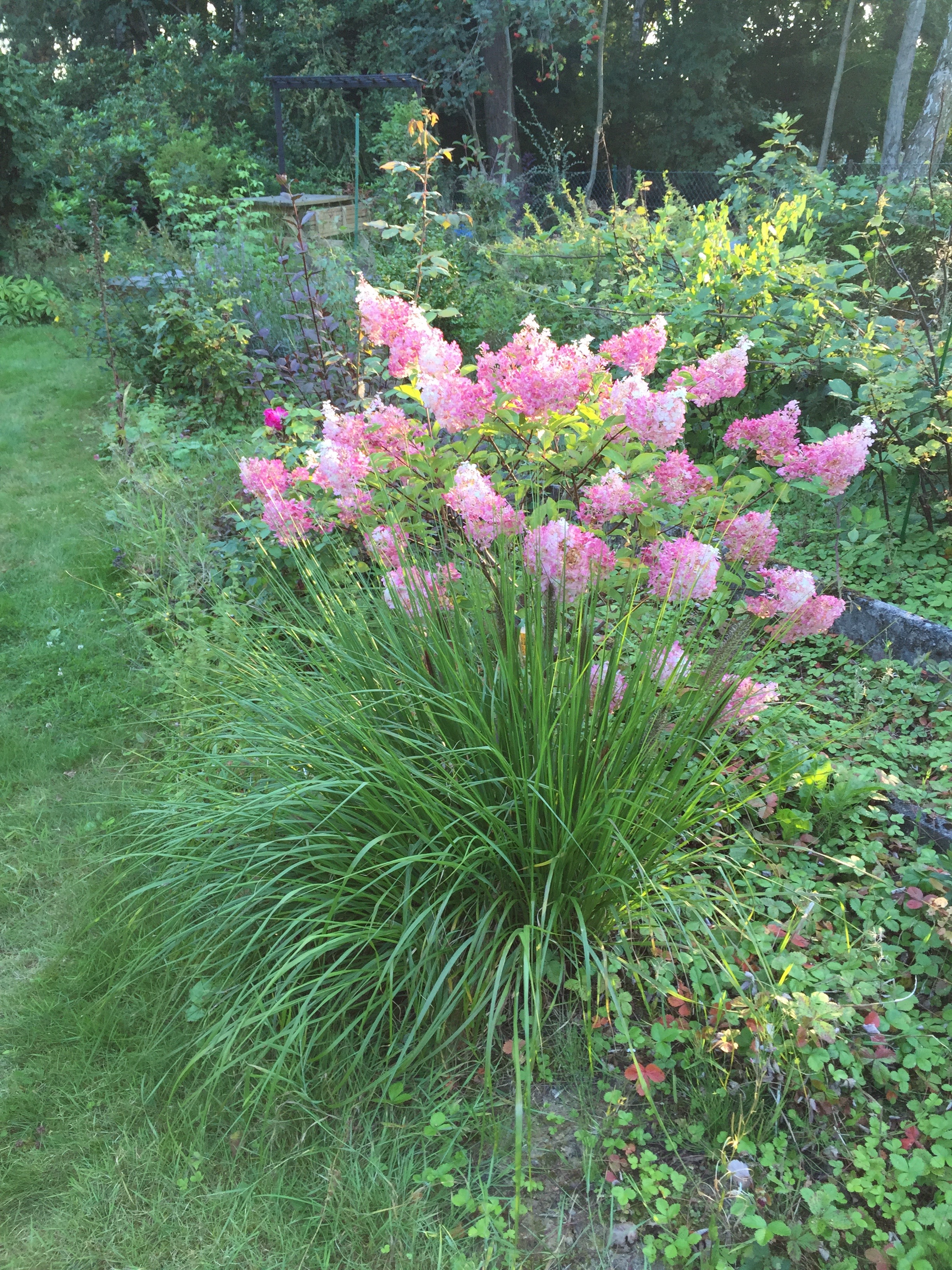 Pennisetum alopecuroides 'Viridescens' en été